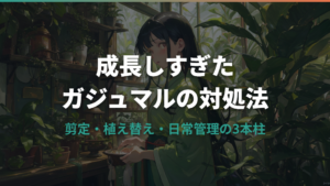 成長しすぎたガジュマルの対処法と小さく保つコツ