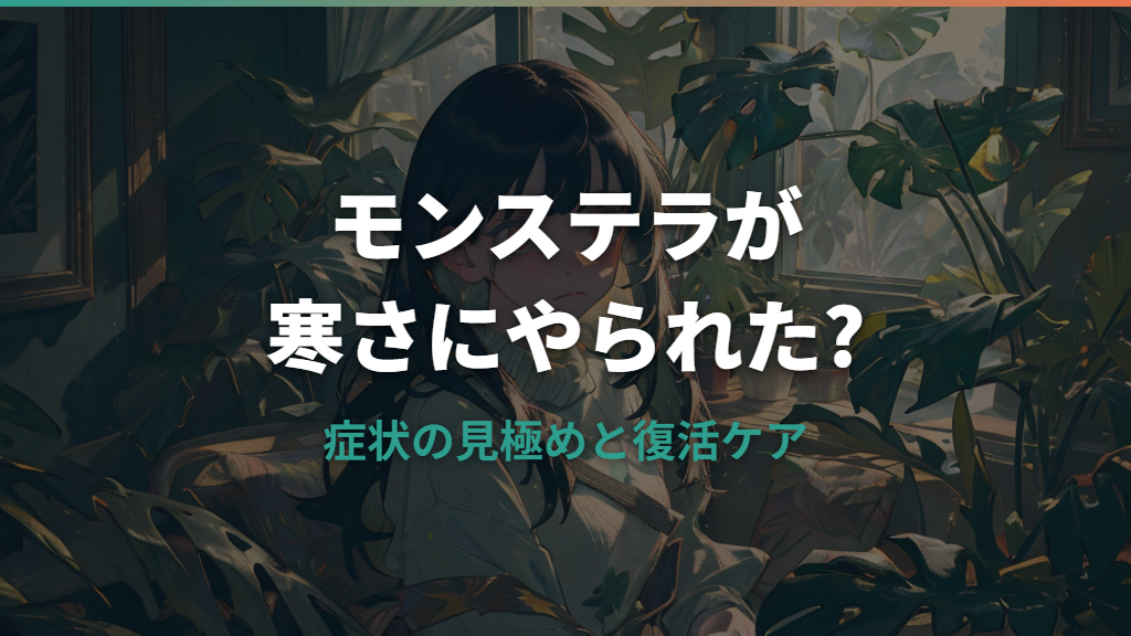 モンステラが寒さにやられた？症状の見極めと復活ケアのポイント