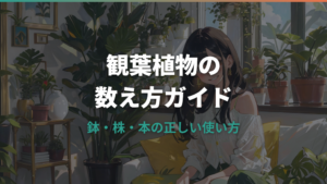 観葉植物の数え方は「鉢」と「株」？種類別・シーン別の使い分け方