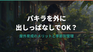 パキラを外に出しっぱなしにしてOK？屋外育成のメリットと季節別管理