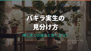 パキラ実生の見分け方｜挿し木との違いと太く育てるコツ