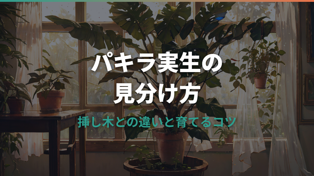 パキラ実生の見分け方｜挿し木との違いと太く育てるコツ