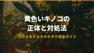 観葉植物の鉢に生える「コガネキヌカラカサタケ」の正体と対処法
