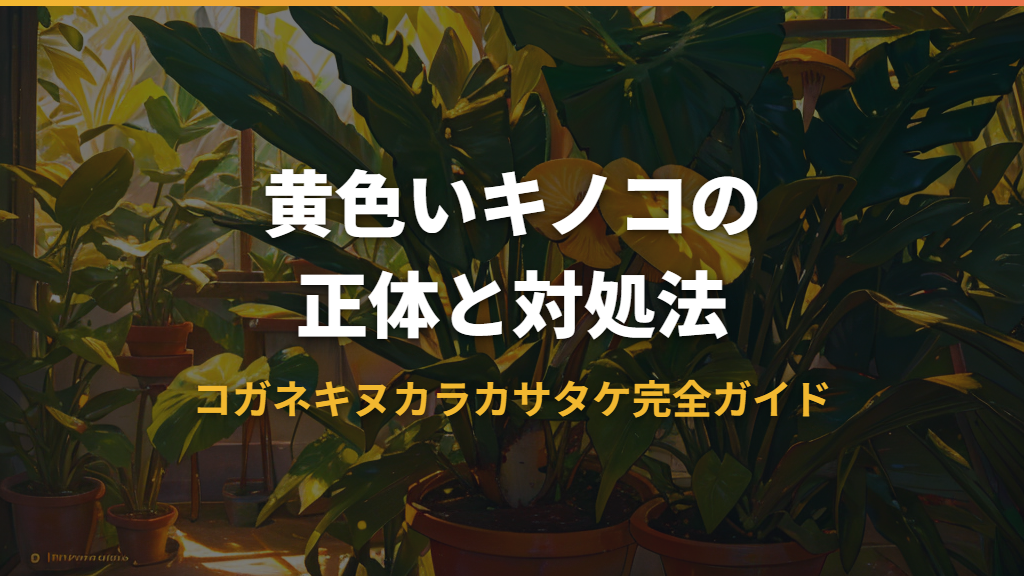 観葉植物の鉢に生える「コガネキヌカラカサタケ」の正体と対処法