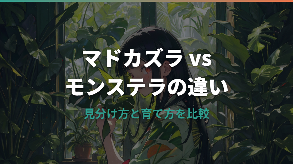 マドカズラとモンステラの違いとは？見分け方と育て方を比較