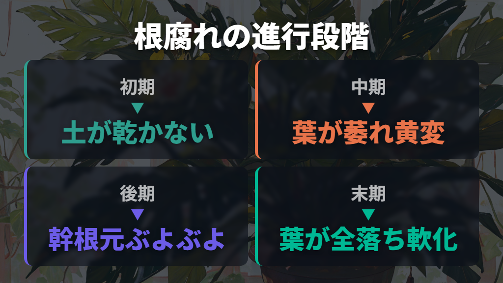 初期から末期まで根腐れの進行段階と症状の違い