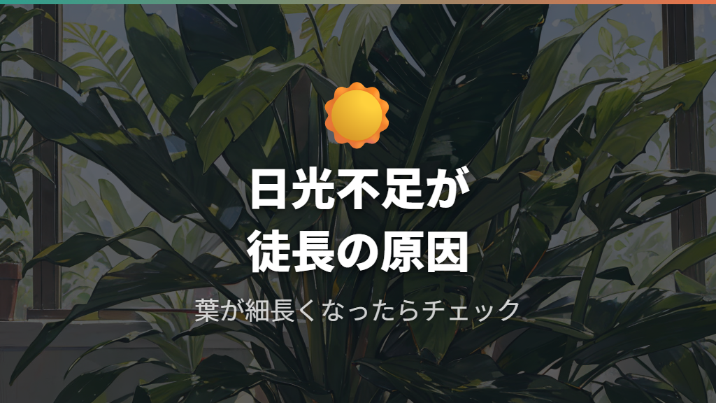 日光不足による徒長の症状と見分け方