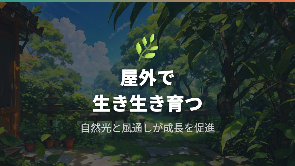外に出しっぱなしでパキラが充実する屋外管理のメリット