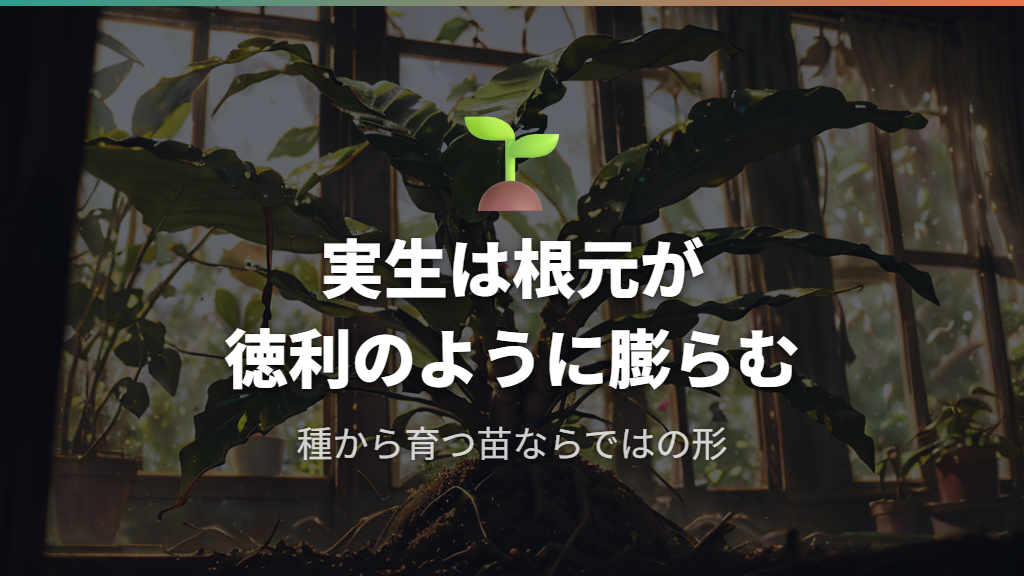 実生パキラとは？種から育つ苗ならではの特徴