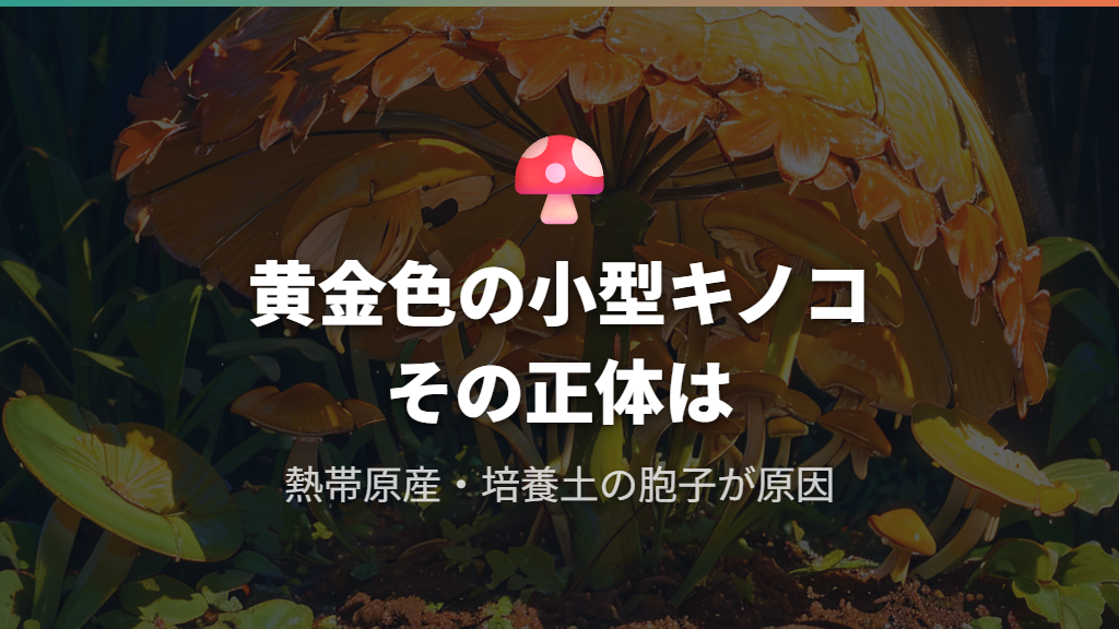 コガネキヌカラカサタケの正体と特徴｜鮮やかな黄色の小型キノコ