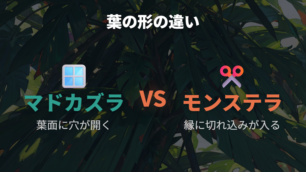 葉の形状の違い——切れ込みがあるかないか、それだけで全然違う
