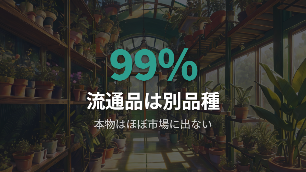 市場で流通するスタッキーの大半が別品種になる理由