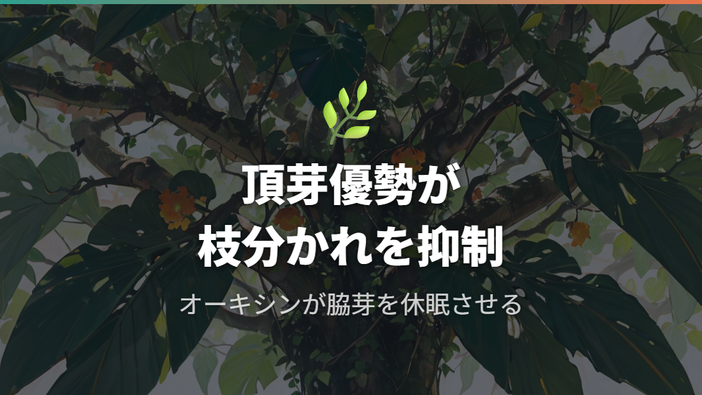 ウンベラータが枝分かれしない本当の理由