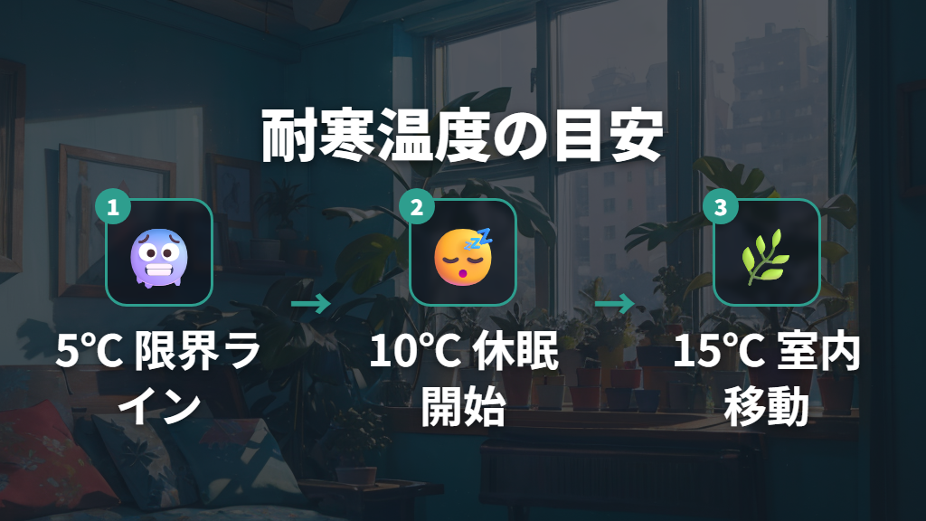 モンステラの耐寒温度–5℃・10℃・15℃でダメージがどう変わるか