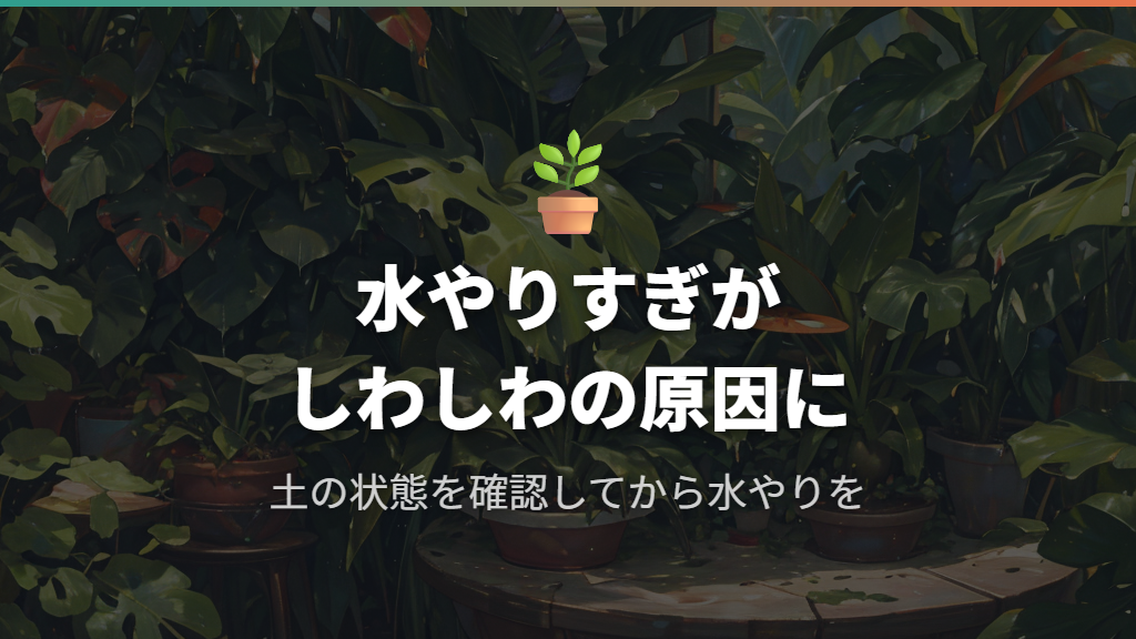水やりすぎと根腐れがウンベラータのしわしわを引き起こす