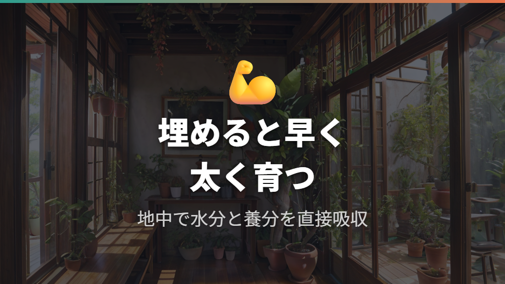 気根を土に埋めるメリット：太く力強く育つ理由