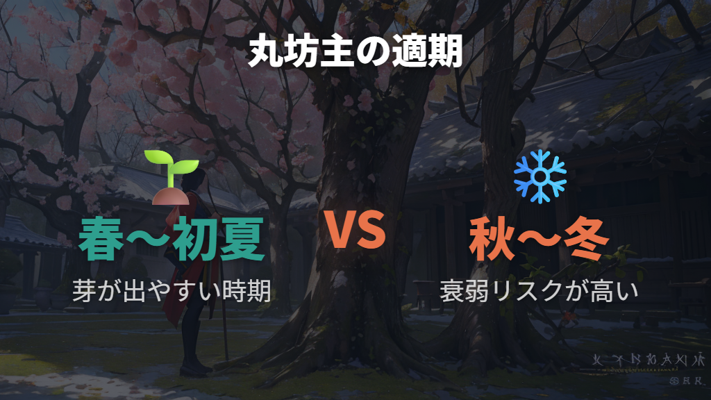 丸坊主が失敗しやすい時期と切り方に潜む問題