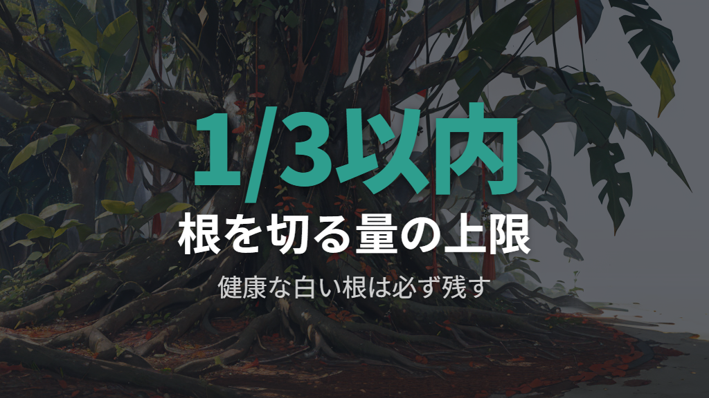 根を切りすぎることで株が弱る仕組みと切る量の目安