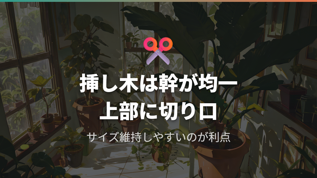 挿し木パキラとは？枝から増やす苗の特徴とメリット
