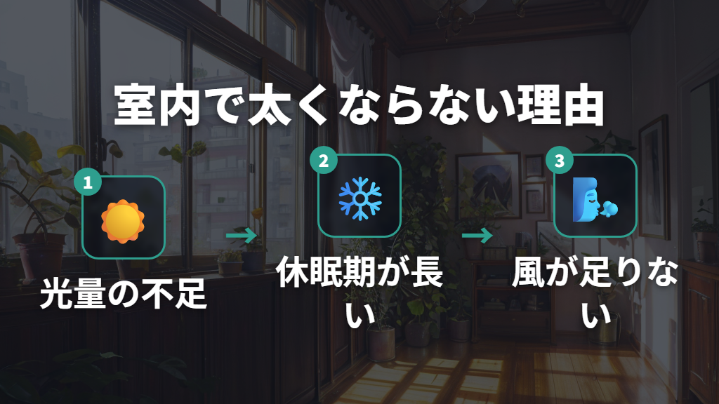 室内管理では幹が太くなりにくい3つの理由