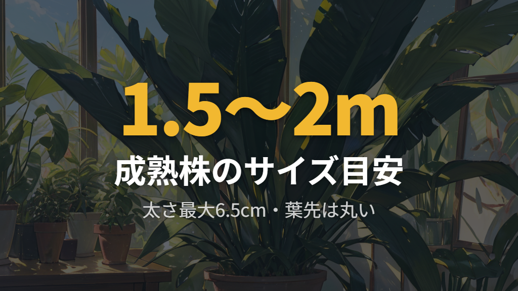 本物のサンスベリア・スタッキーを判断するサイズと外観の特徴