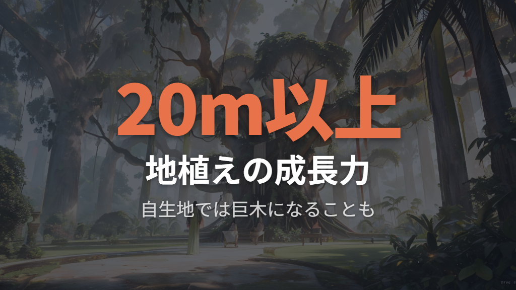 地植えで巨大化するガジュマルの成長力