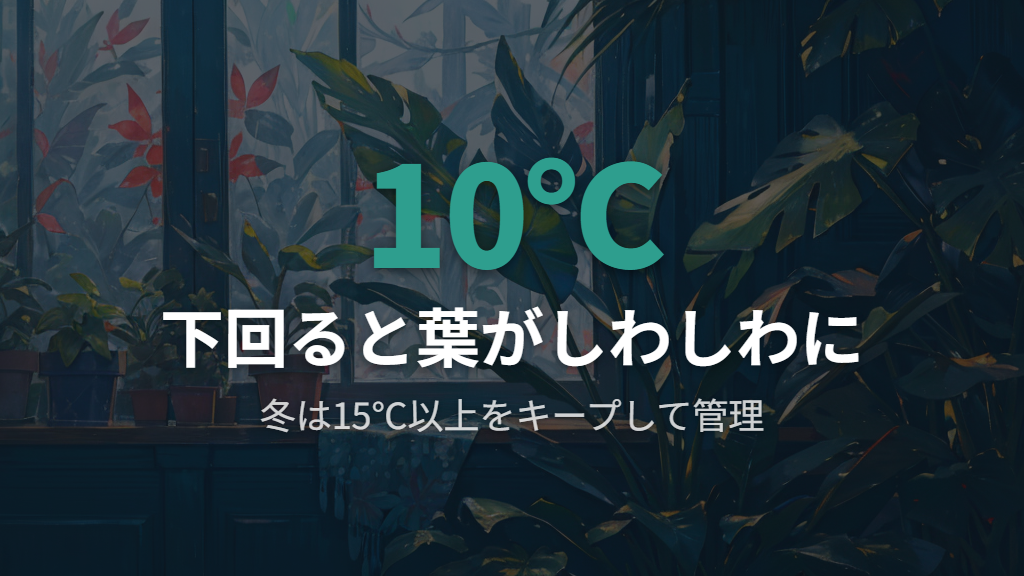寒さ・低温ダメージでウンベラータの葉がしおれてしわしわに