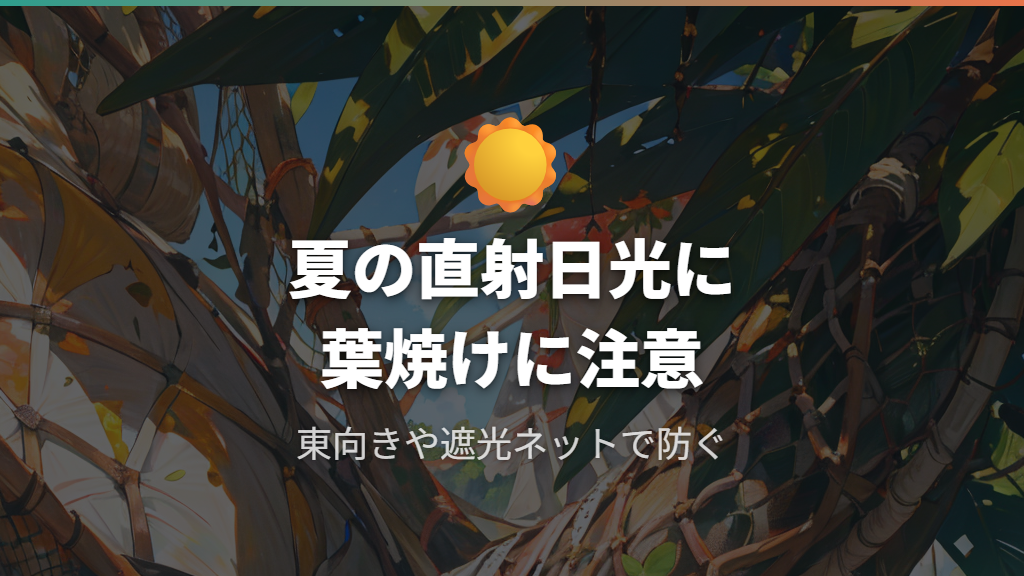 夏の直射日光に注意！パキラの葉焼けを防ぐ遮光のコツ