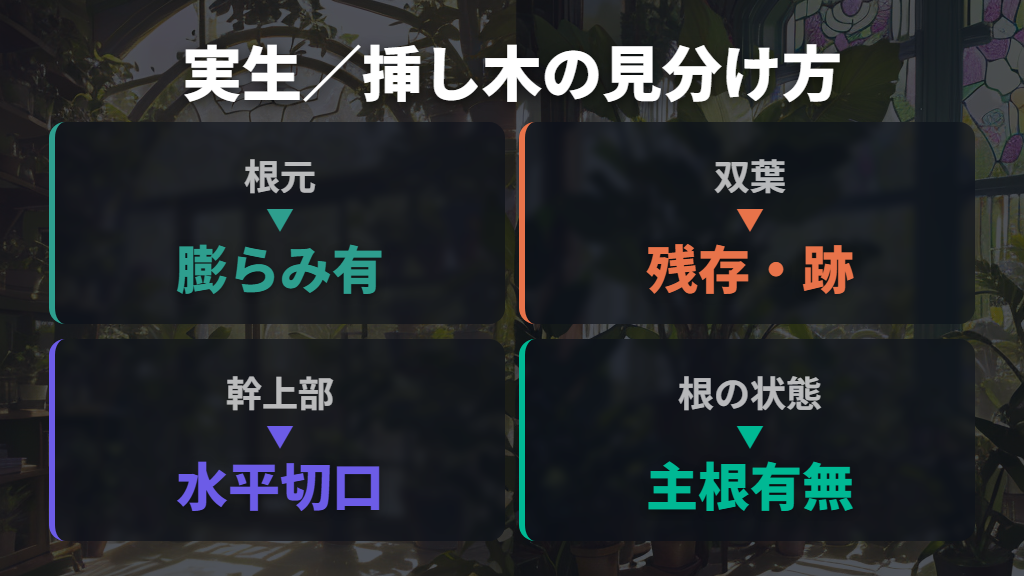 実生と挿し木のパキラを見分ける5つの観点