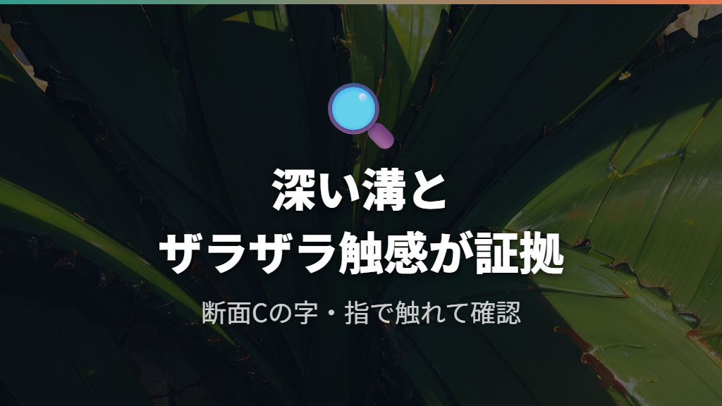 深い溝とザラザラした触感が本物のスタッキーを証明する