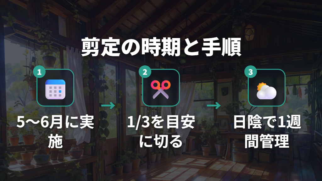 剪定で樹形を整えてサイズをコントロールする時期と手順