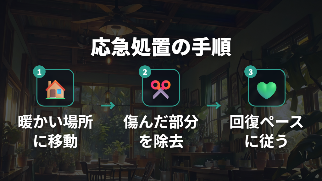 まずすること–暖かい場所への移動とダメージ部分の除去