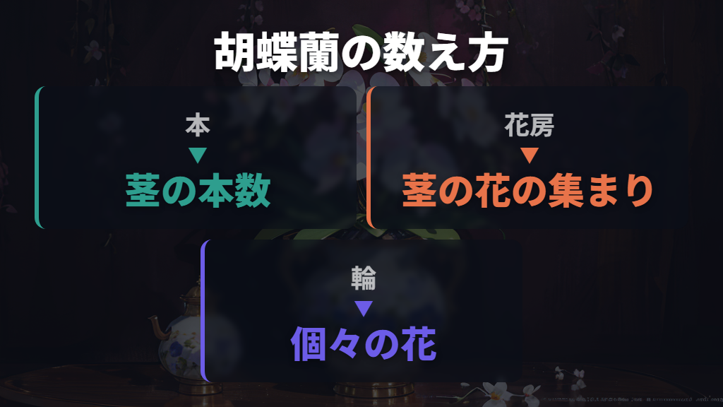 胡蝶蘭の数え方「本」「花房」「輪」の違い