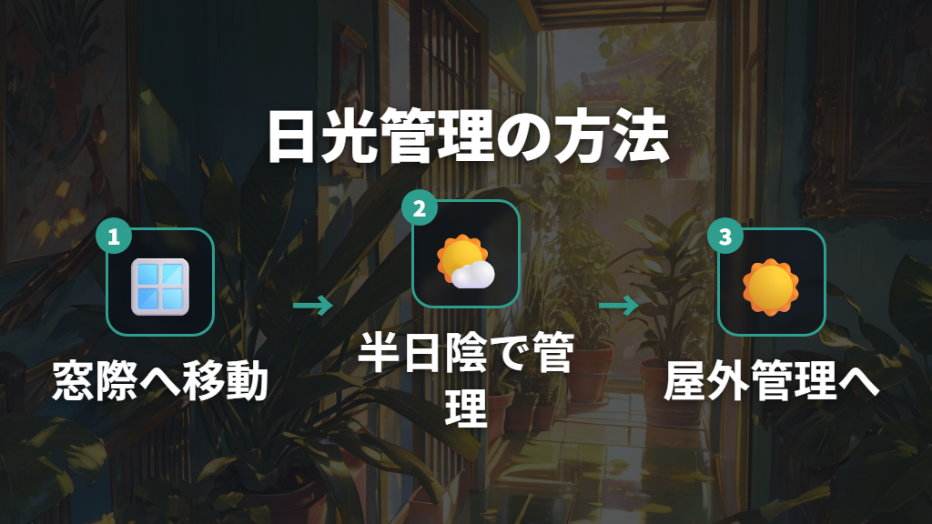 徒長を解消する日光管理の方法