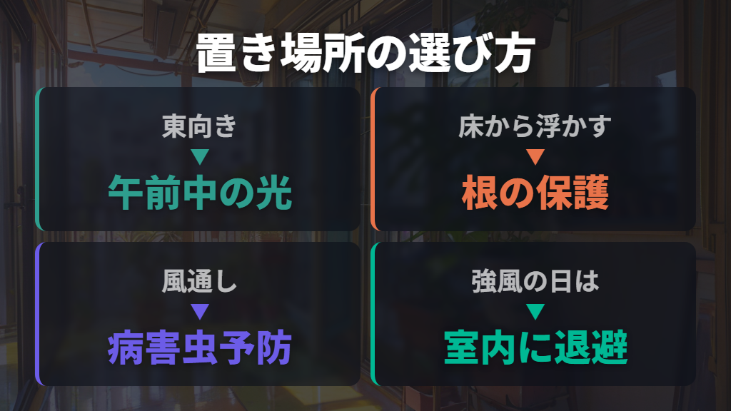 パキラを外に出しっぱなしにする最適な置き場所の選び方