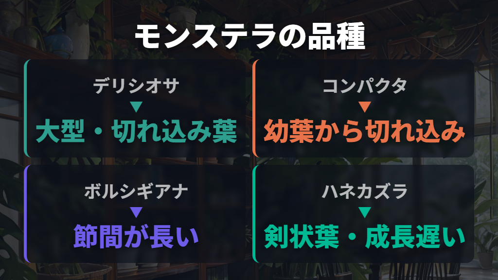 モンステラの代表品種（デリシオサ・コンパクタ・ボルシギアナ）の特徴