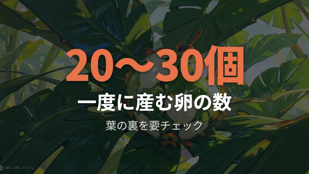 カメムシの卵の見分け方と産卵場所