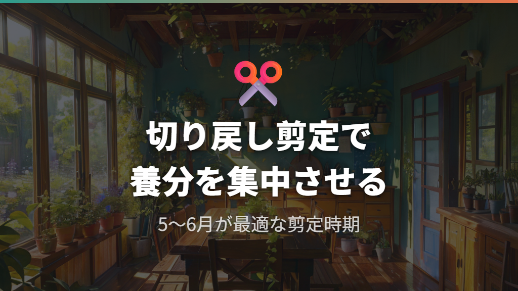 切り戻し剪定で間延びした枝をカットし幹に養分を集中させる