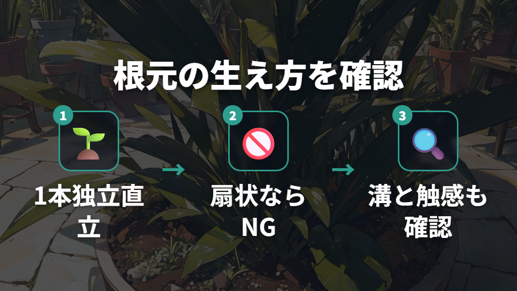 葉の生え方と根元の形状で本物かどうかを確かめる