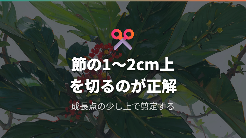 成長点の見つけ方と正しい剪定位置