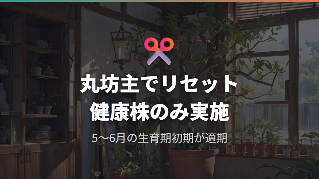 丸坊主剪定でガジュマルの樹形をリセットする方法