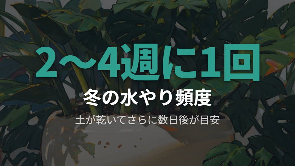 冬のモンステラの水やり頻度と乾き具合の見極め方