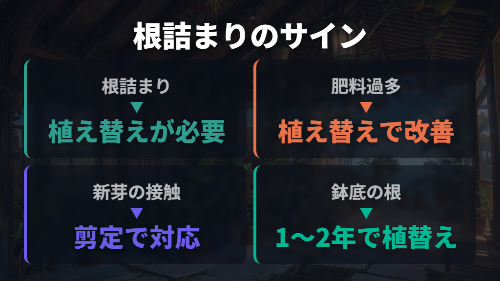 根詰まりや肥料過多でウンベラータの葉が波打つ場合
