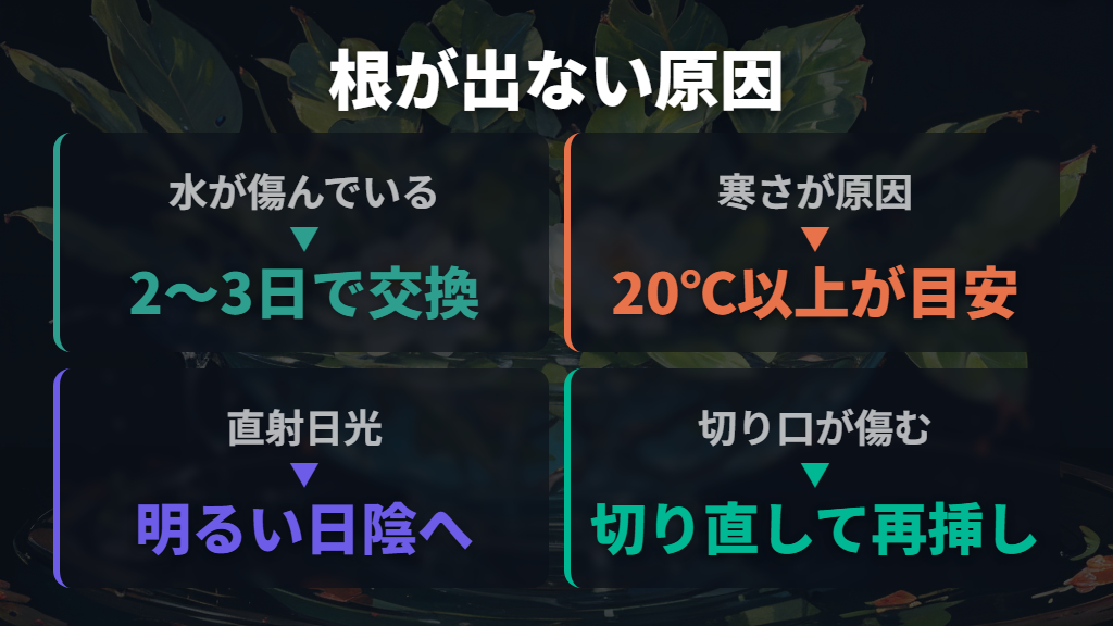 ウンベラータの水差しで根が出ない原因と対処法