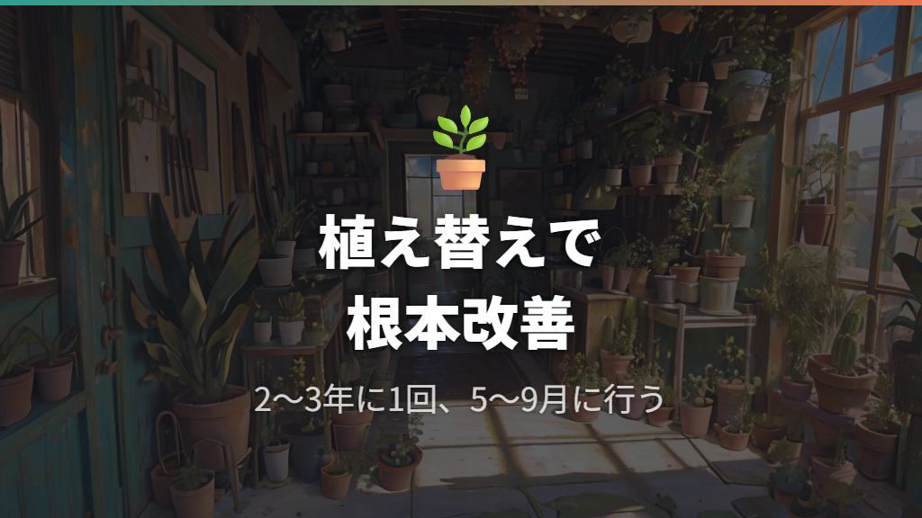 水やりの見直しと植え替えで根本から改善する