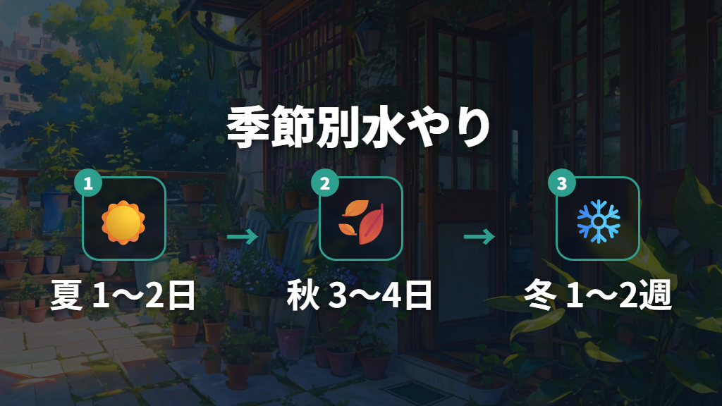 屋外でのパキラの水やり頻度と室内との違い