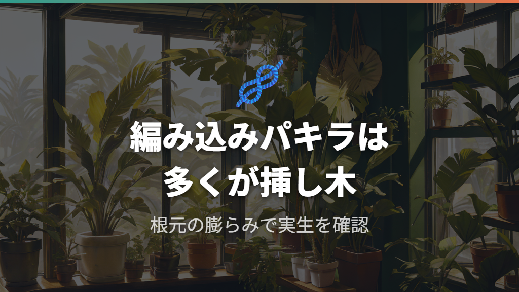 編み込みパキラは実生？挿し木？見分け方と選び方