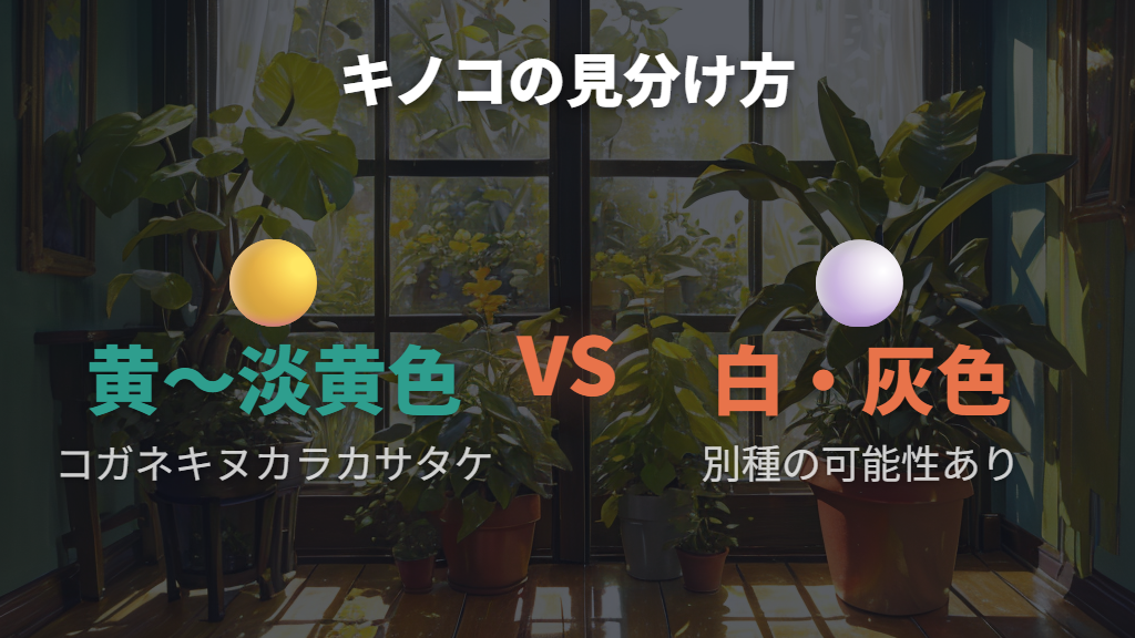コガネキヌカラカサタケに似た他のキノコとの見分け方