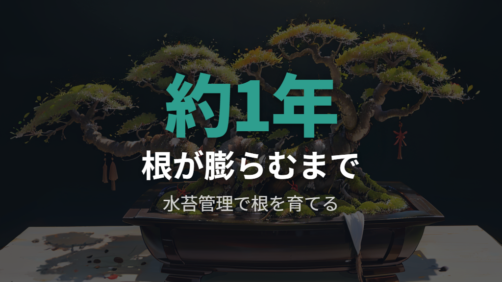 水苔育成から根を露出させるまでの管理