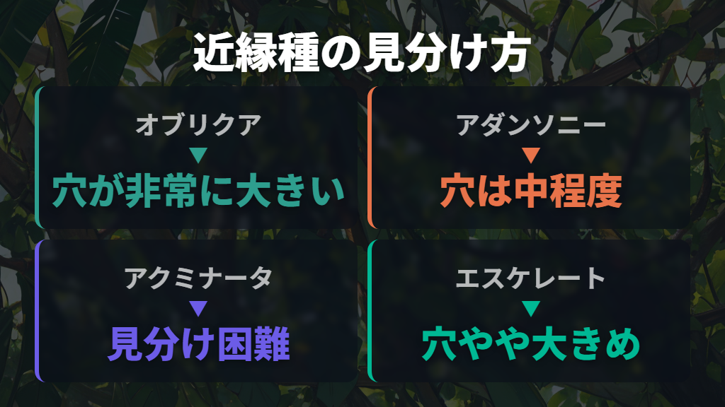 マドカズラとよく混同される近縁種の見分け方（オブリクア・アクミナータ・エスケレート）